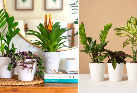 These plant subscription boxes will liven up your space