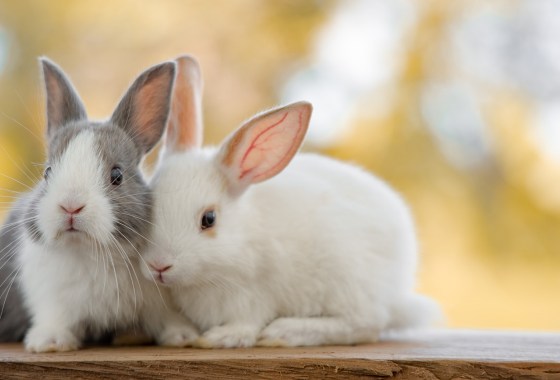 Don't let your bunny get bored. Check out the best rabbit toy