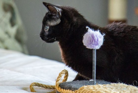 Best Interactive Cat Toys