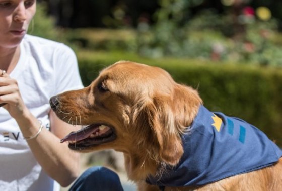 Best Blue Buffalo Dog Treats