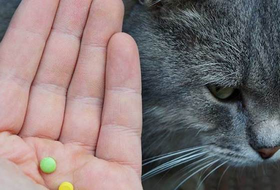 Best Cat Travel Aids