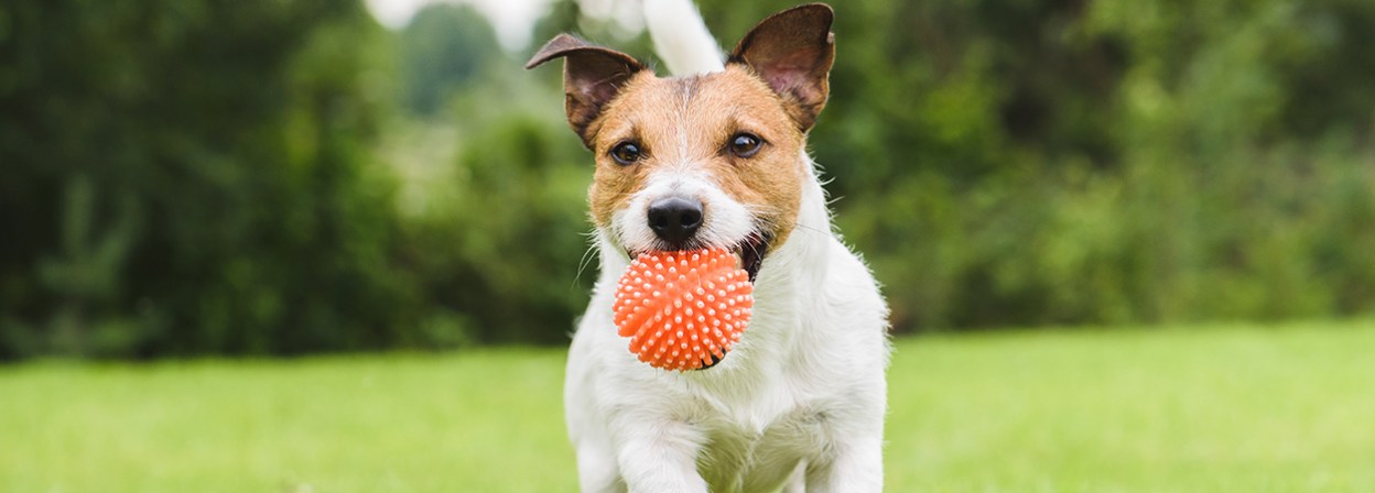 Nylabone Power Play Crazy Ball Dog Toy, Large