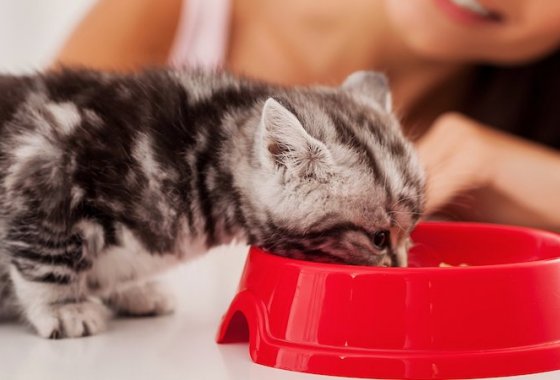 Best Kitten Food