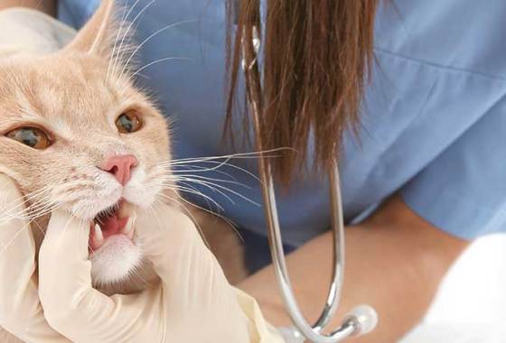 Best Cat Dental Supplements