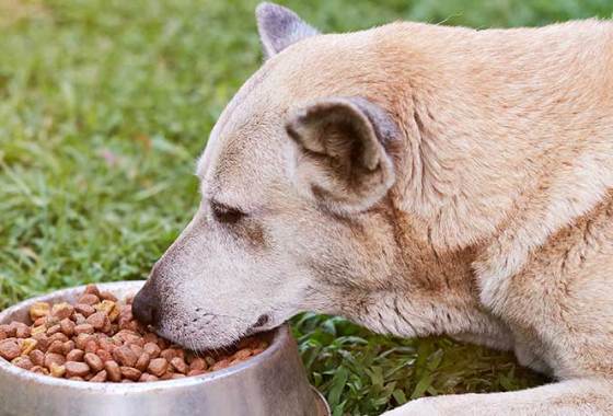 Best Large Breed Dog Food
