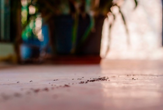 We tested Amazon’s bestselling ant trap — and it actually works
