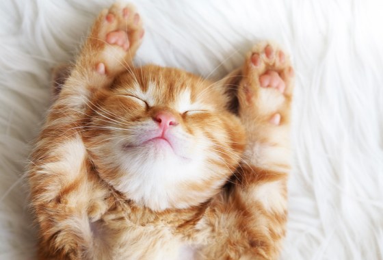 This is what it means when your cat is shaking their head