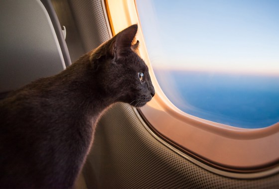  cat? Here's everything you'll need