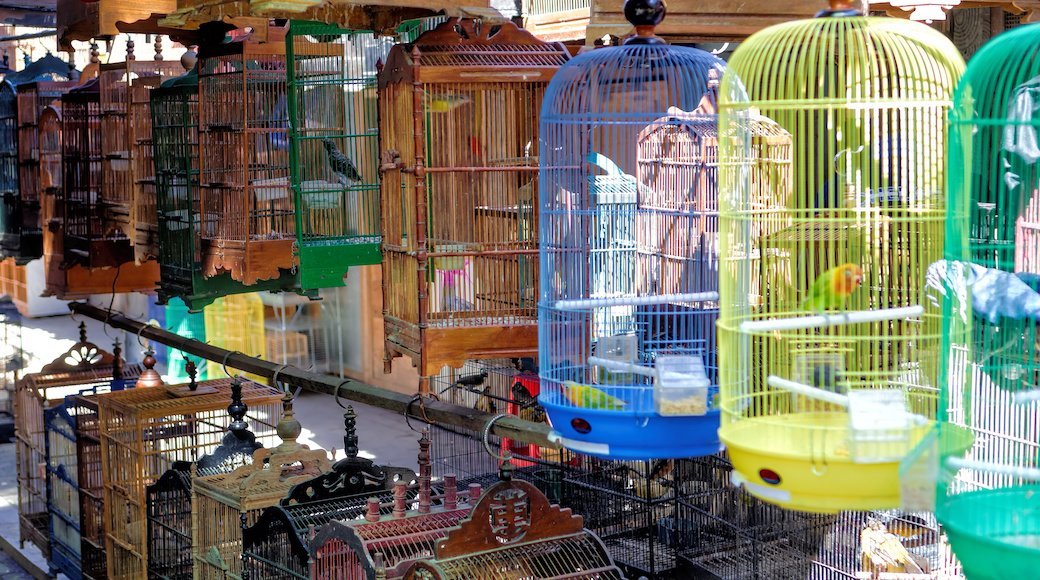 5 Best Bird Cages - Apr. 2021 - BestReviews