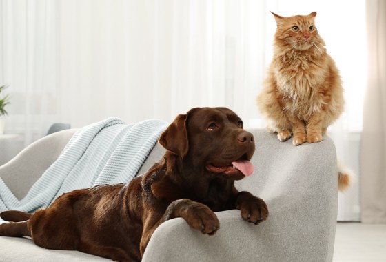 Best dog sofas