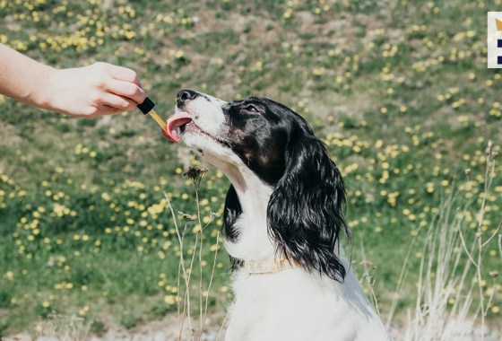 Best CBD products for dogs