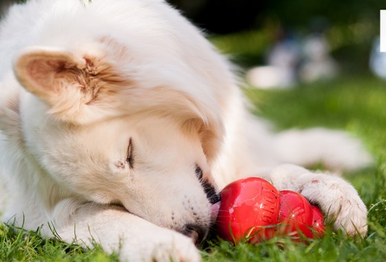 How to cure pet separation anxiety when you go back to work