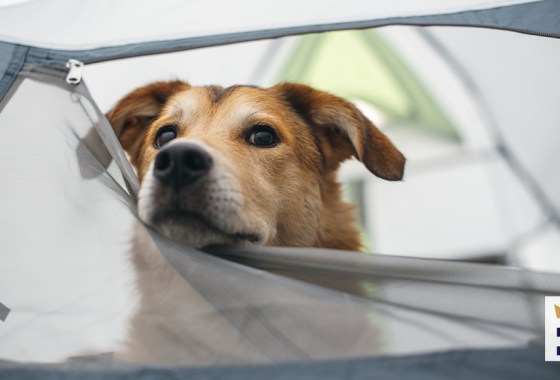 The best dog tent