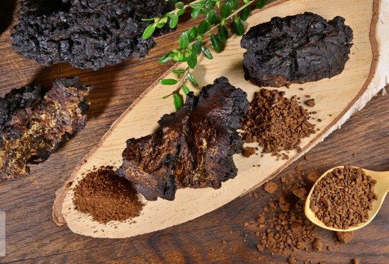 Best chaga mushroom powder