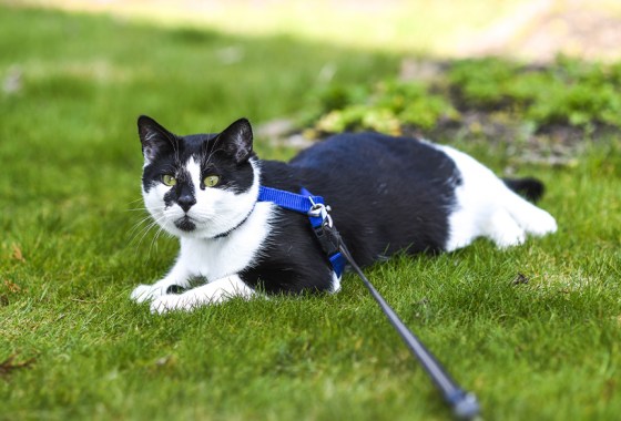 Best cat harness at Petsmart