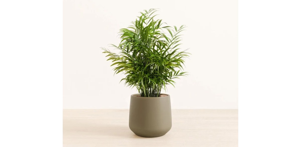 Easyplant Parlor Palm