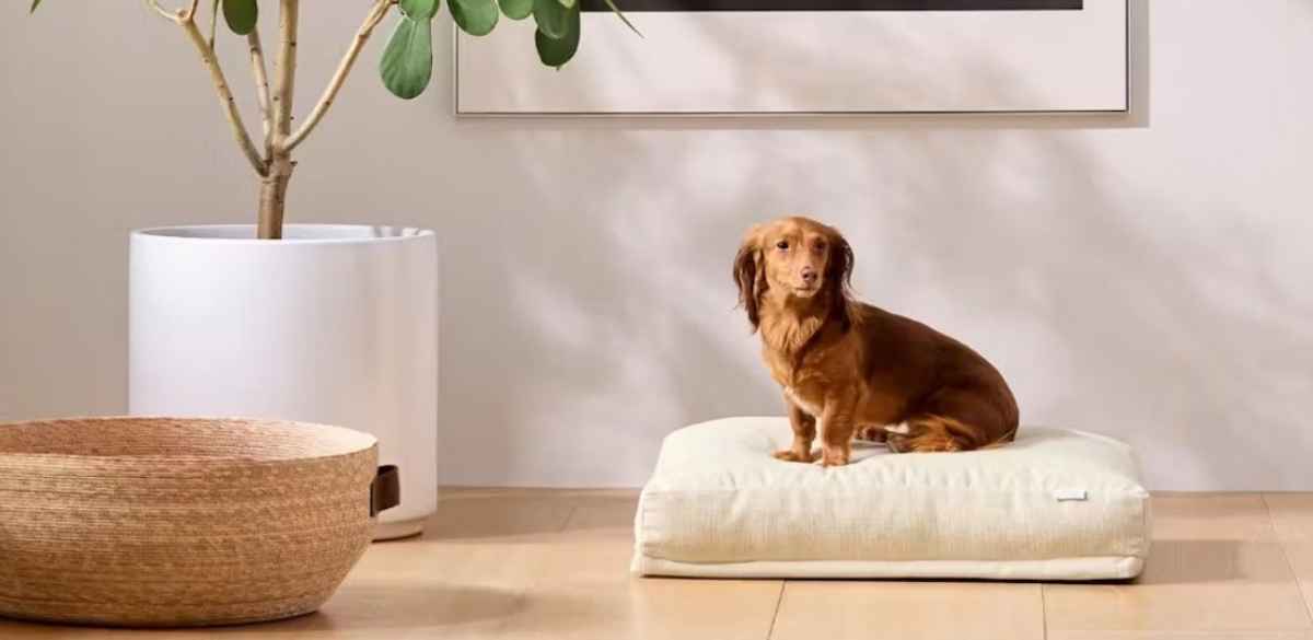 Saatva Dog Bed
