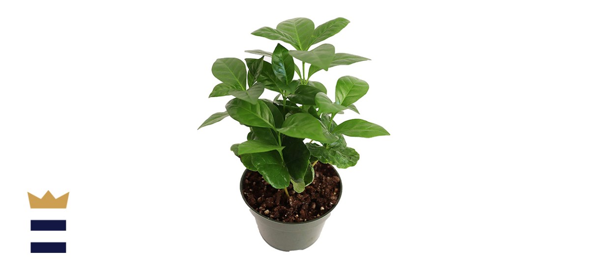 California Tropicals Arabica Coffee Plant
