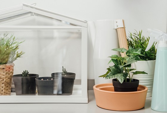 Best indoor greenhouse